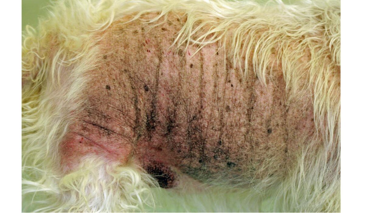 Chronic Atopic Dermatitis - Steroid-induced Alopecia, West Highland White Terrier