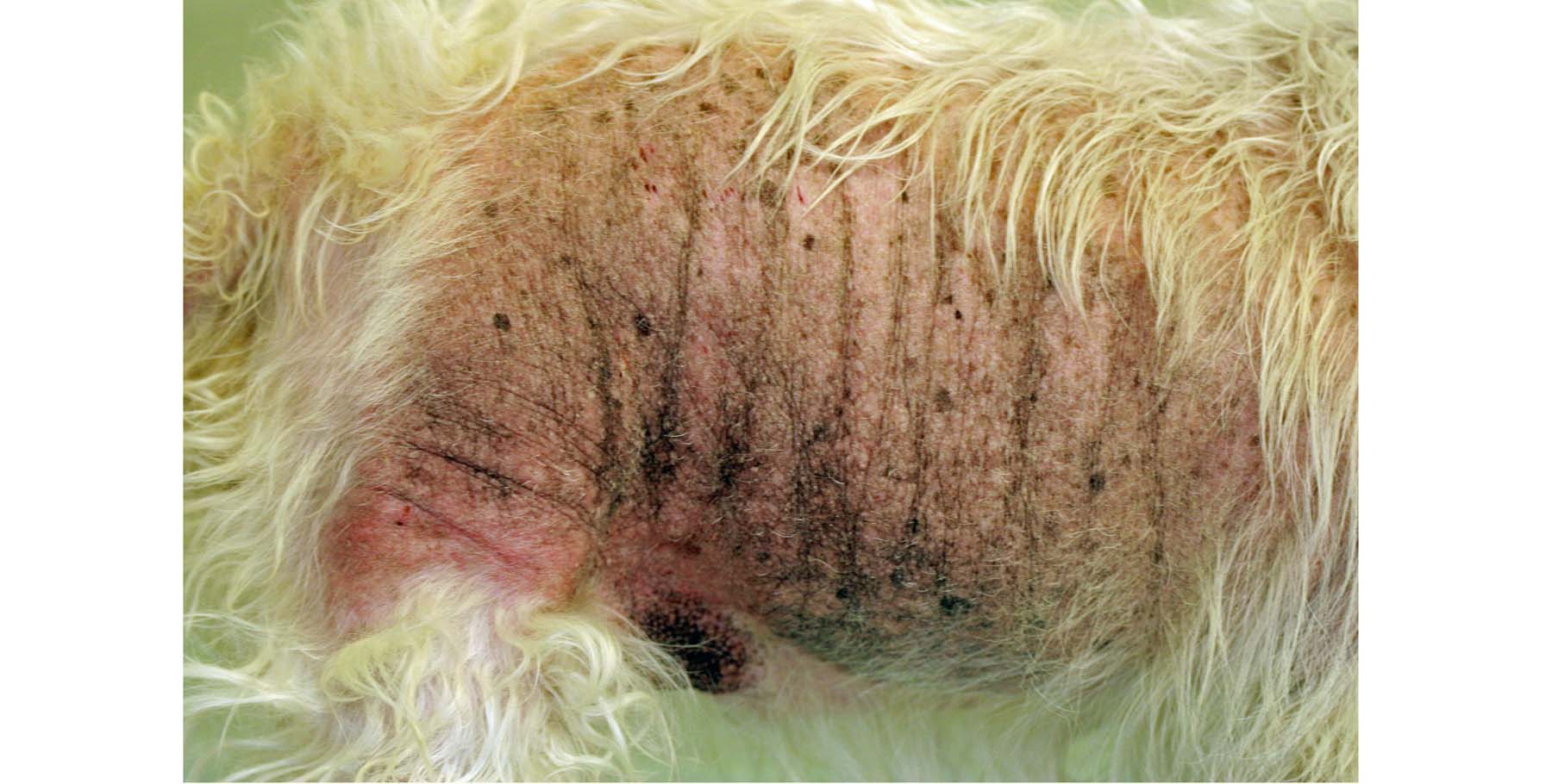 Chronic Atopic Dermatitis - Steroid-induced Alopecia, West Highland White Terrier