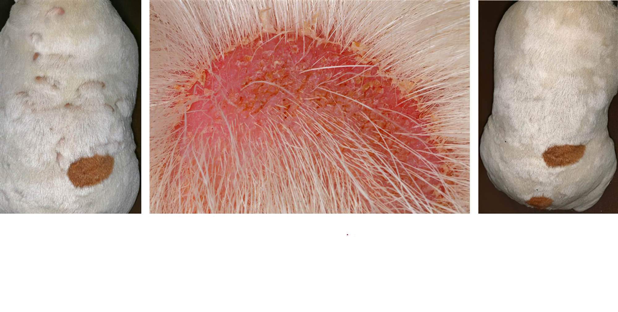 Superficial Bacterial Pyoderma (Short-Coat Folliculitis): before & after with Close-up, English Bulldog