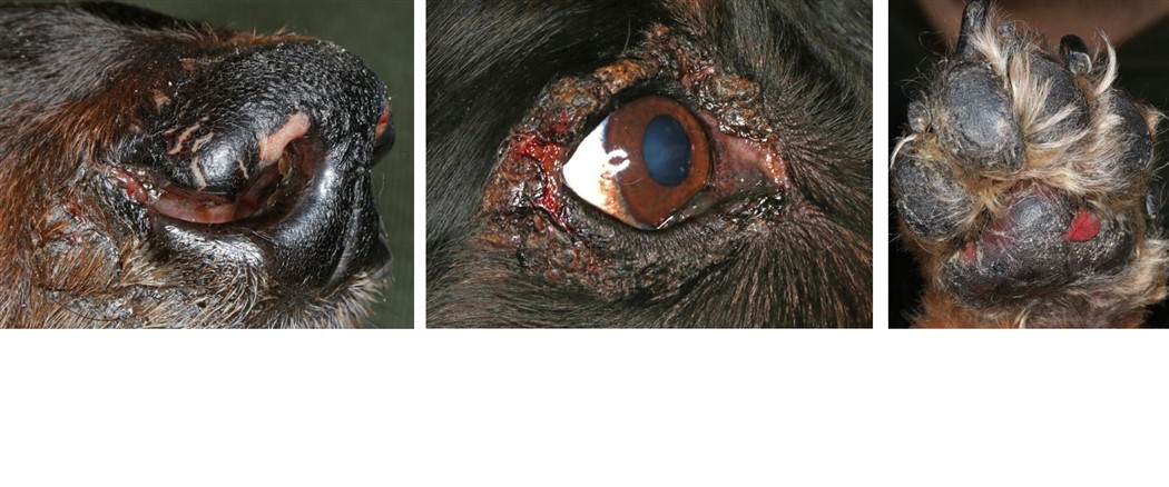 The Spectre of Canine Hepatocutaneous Syndrome - multifocal, non-pruritic, erosion, ulceration & crusting
