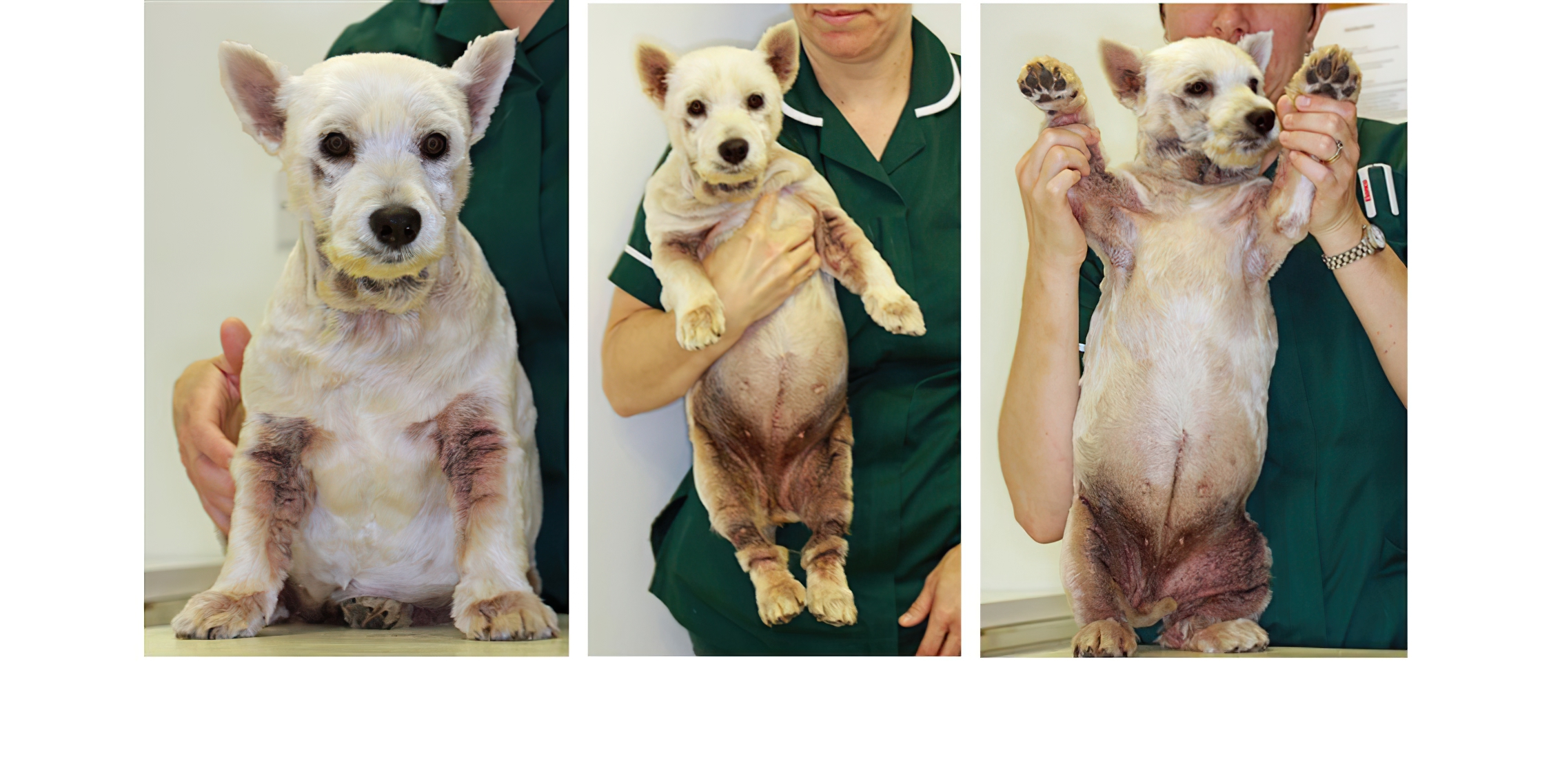The Spectre of Chronic Atopic Dermatitis, West Highland White Terrier
