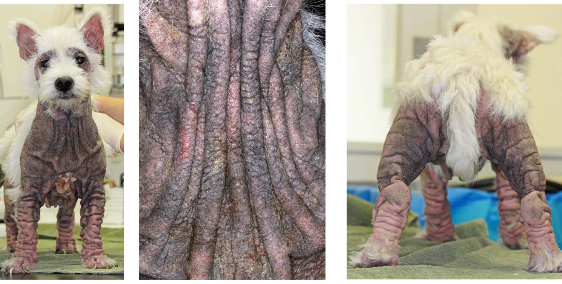 The Spectre of Severe Chronic Atopic Dermatitis with Staphylococcal Bacterial Dysbiosis, West Highland White Terrier