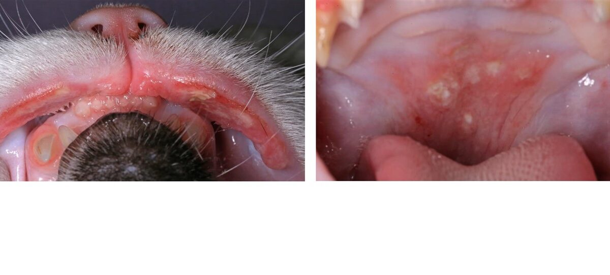 Upper Lip & Palatine Lesions, Eosinophilic Granuloma Complex, Feline Atopic Syndrome Upper Lip & Palatine Lesions, Eosinophilic Granuloma Complex, Feline Atopic Syndrome