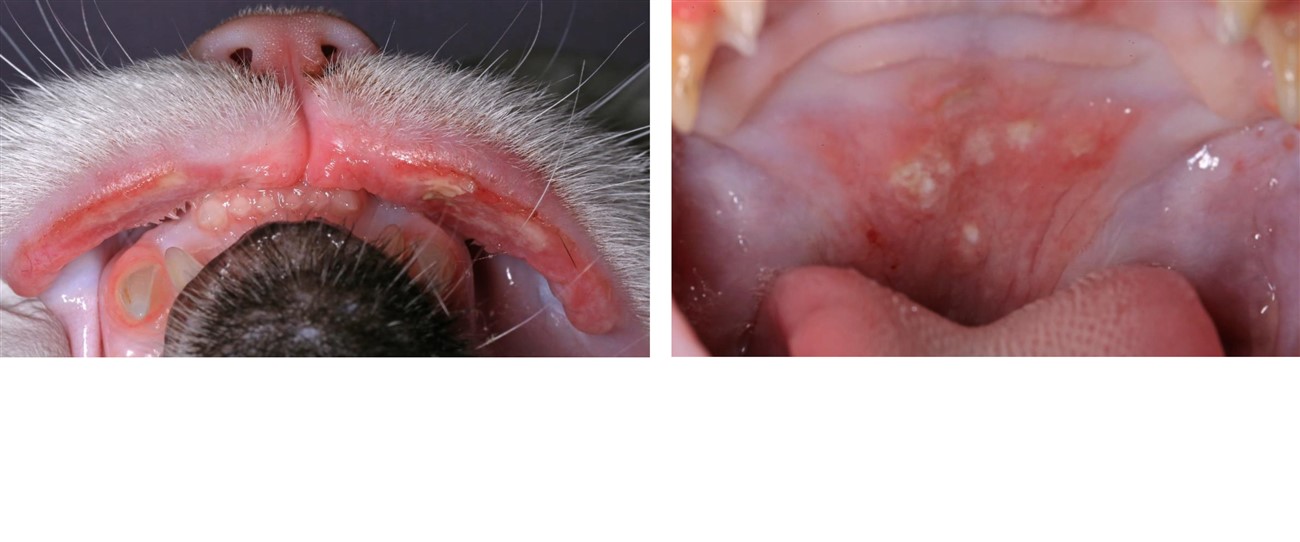 Upper Lip & Palatine Lesions, Eosinophilic Granuloma Complex, Feline Atopic Syndrome