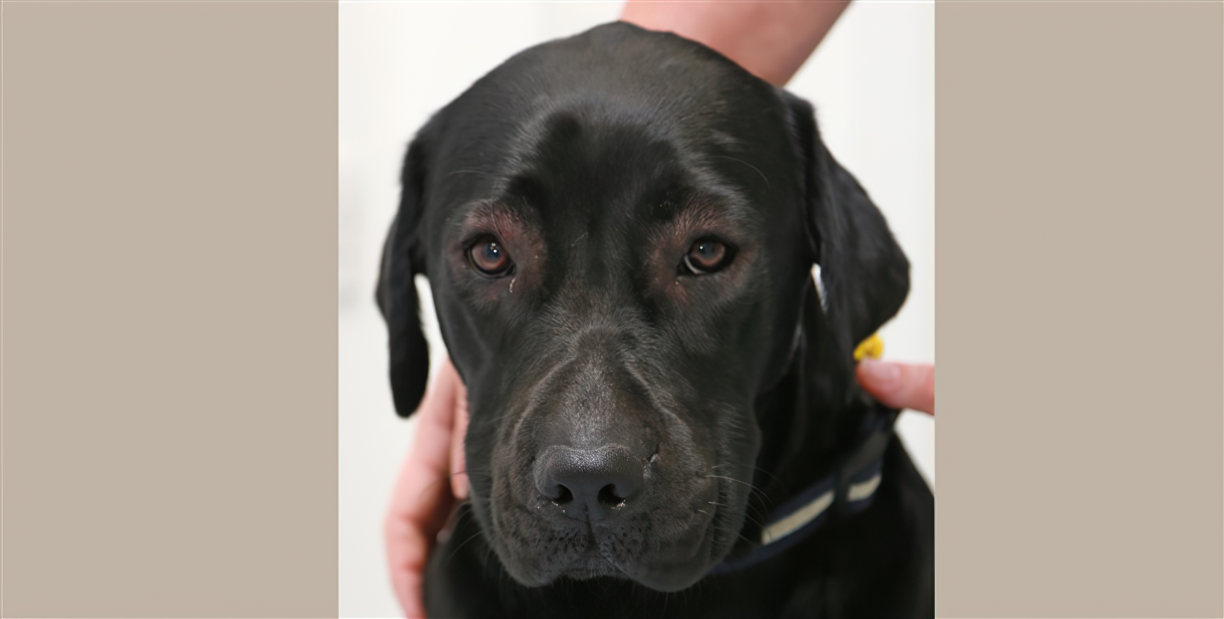 Acute Allergy Reaction: Facial Urticaria & Angiodema, Labrador Retriever