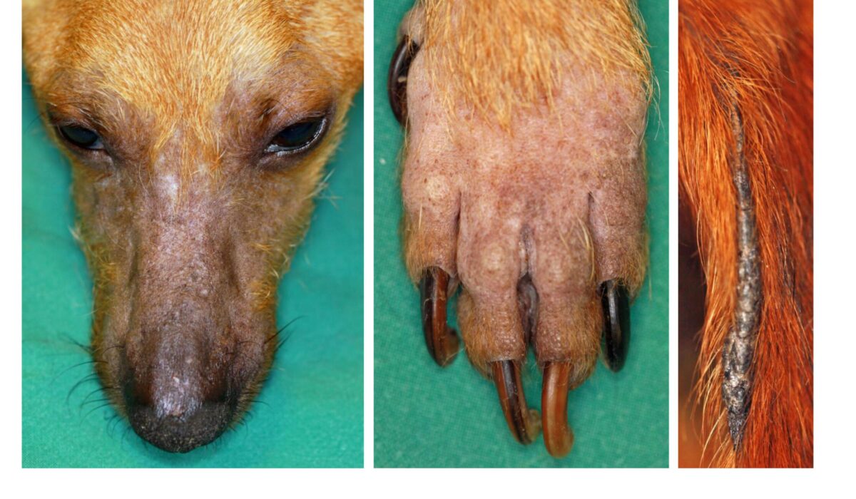 Vasculitic Alopecia: Face, Paw & Tail, Jack Russell Terrier