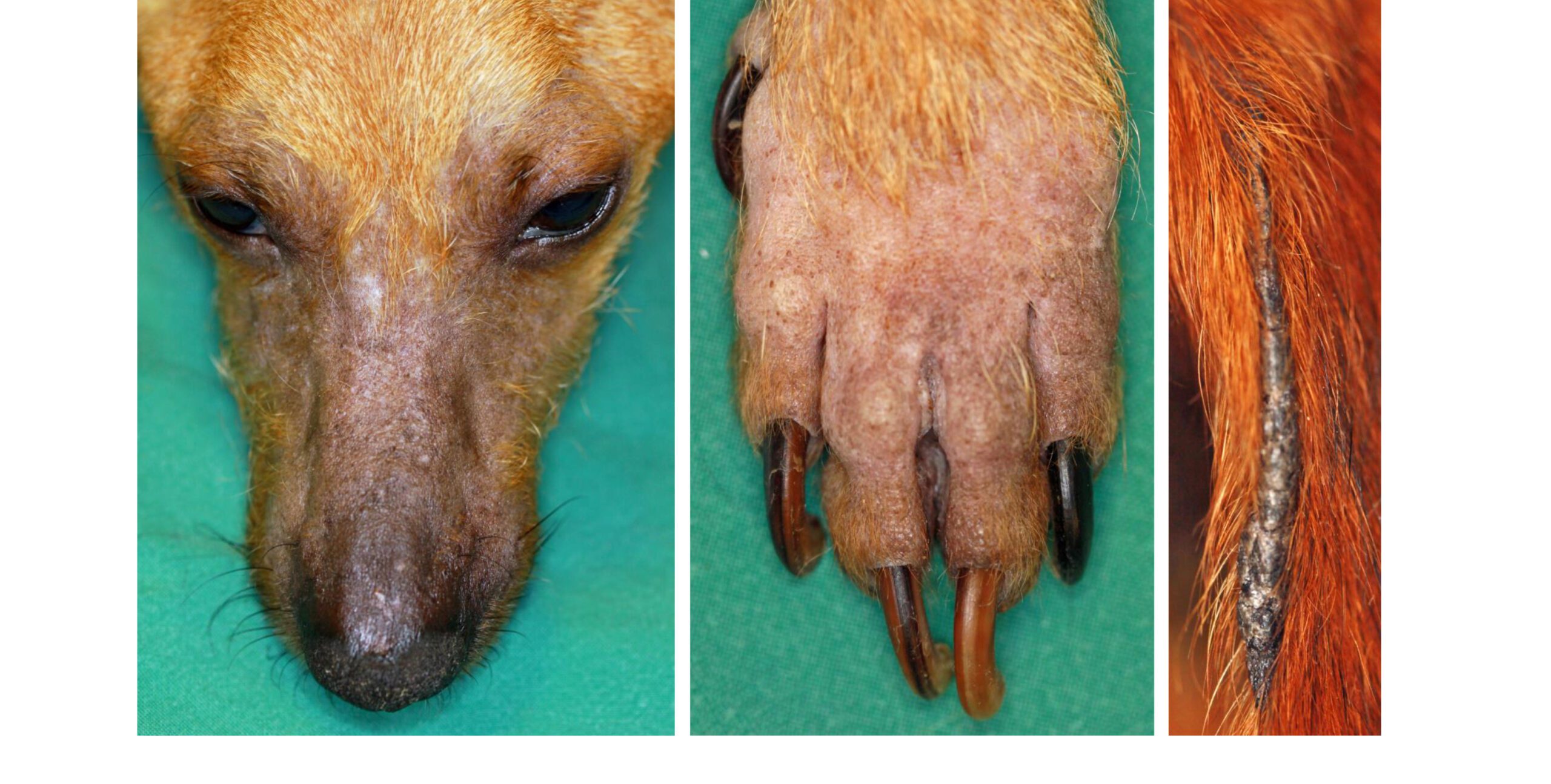 Vasculitic Alopecia: Face, Paw & Tail, Jack Russell Terrier