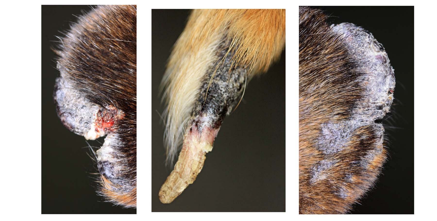 Chronic, Adult-Onset, Demodectic Mange with rare, Secondary Vasculitis of Extremities, Boxer